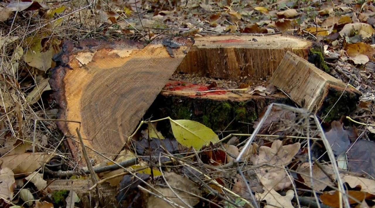 Pădurar concediat la Vadul lui Vodă. Verificările au scos la iveală alți aproape 180 de arbori tăiați ilegal
