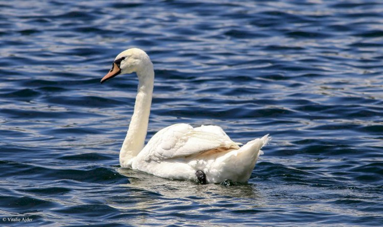 Pericol de gripă aviară în nordul țării, după ce o lebădă a fost găsită moartă pe malul Nistrului: autoritățile impun restricții la Soroca