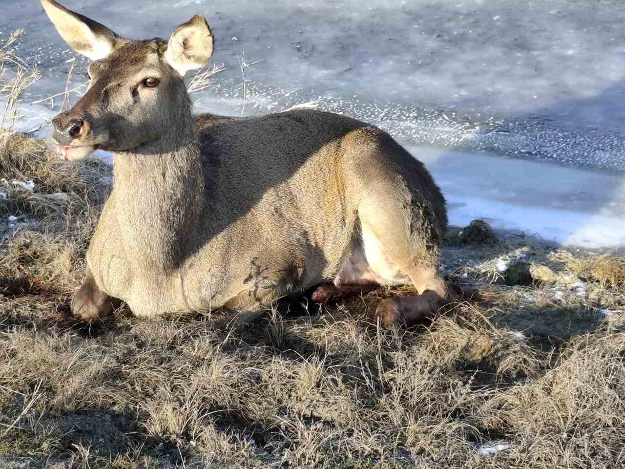 Căprioară rănită, salvată la Ștefan Vodă: Un picior i-a fost fracturat grav, după ce a fost prinsă într-un laț