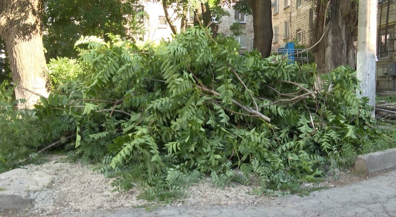 Locuitorii unui bloc din capitală, nemulțumiți că sunt tăiați arborii din curte: „Era verde, umbră, nu au coordonat cu oamenii”