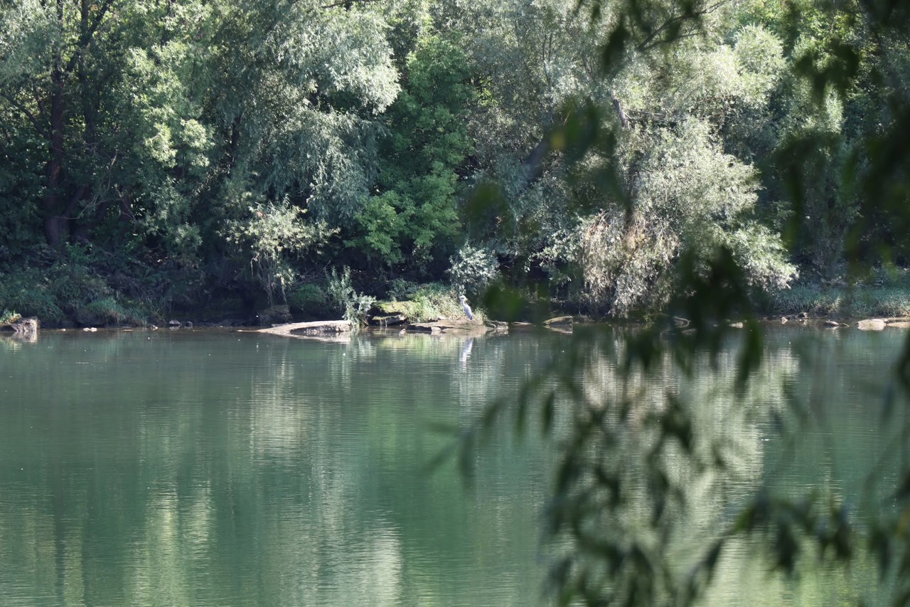 Сброс воды в Днестр снизят до 60 кубометров в секунду из-за засухи. Хаждер: Мы достигли компромисса
