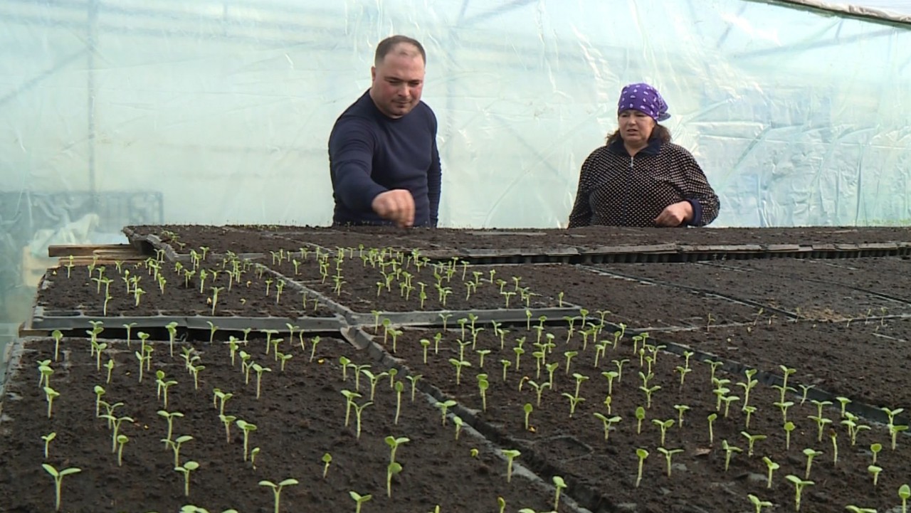 Legumicultorii au început cultivarea răsadurilor. Încălzirea serelor, o dificultate