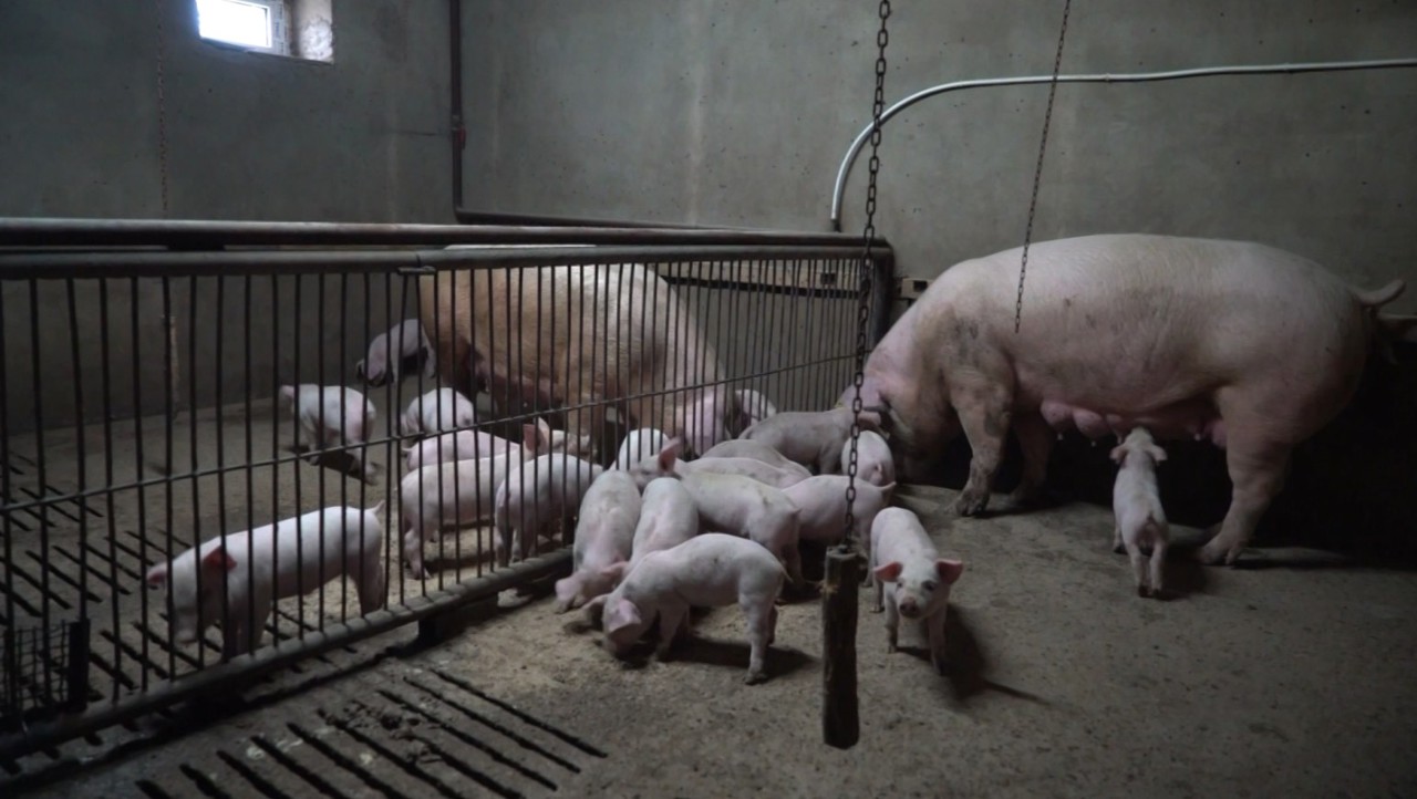 Swine fever alert: 10km surveillance zone set near Cimișlia