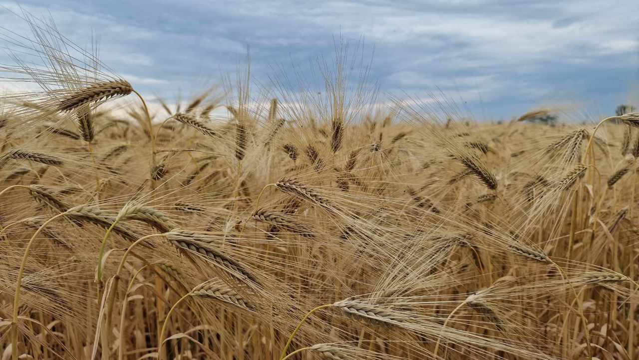 Raport FAO: În curând, Uniunea Europeană va deveni cel mai mare producător de grâu din lume