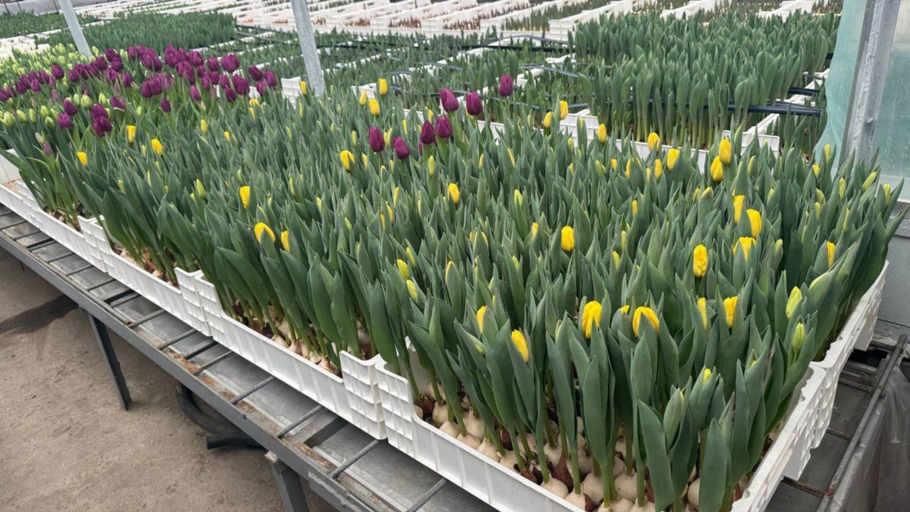 Tulips bloomed in Bardar in mid-winter