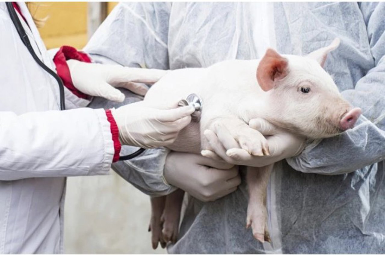 В Сынжерей подтверждена вспышка африканской чумы свиней