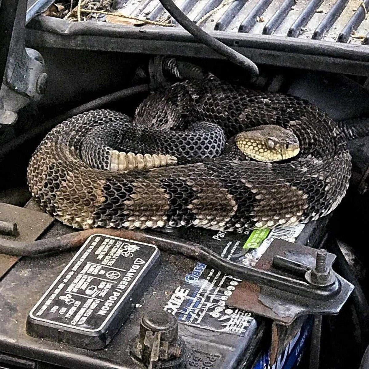 Un moldovean a găsit un șarpe extrem de periculos în propria mașină adusă din California