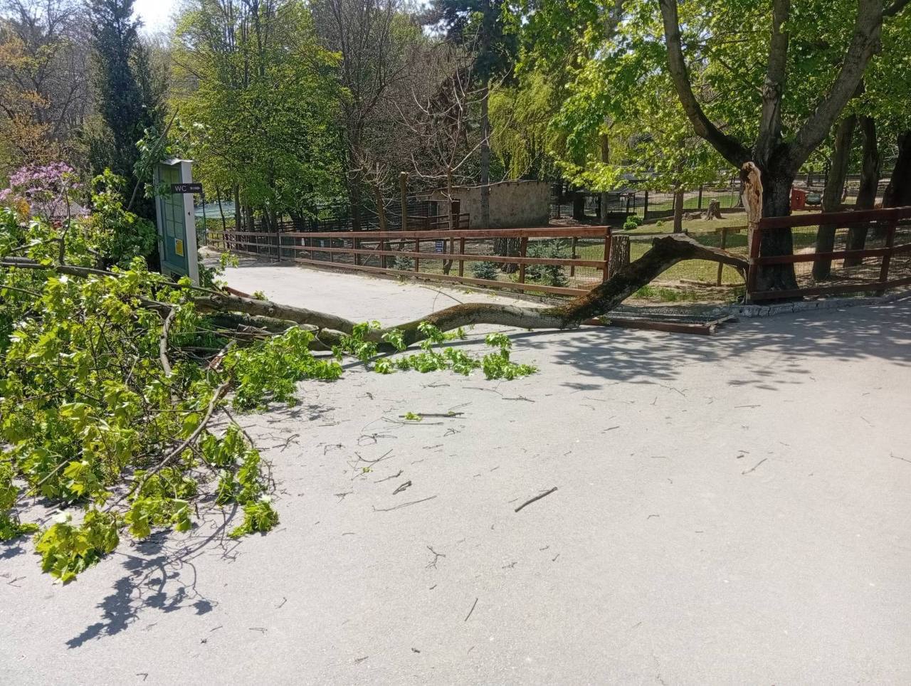 6-year-old child injured at the zoo during evacuation of all visitors