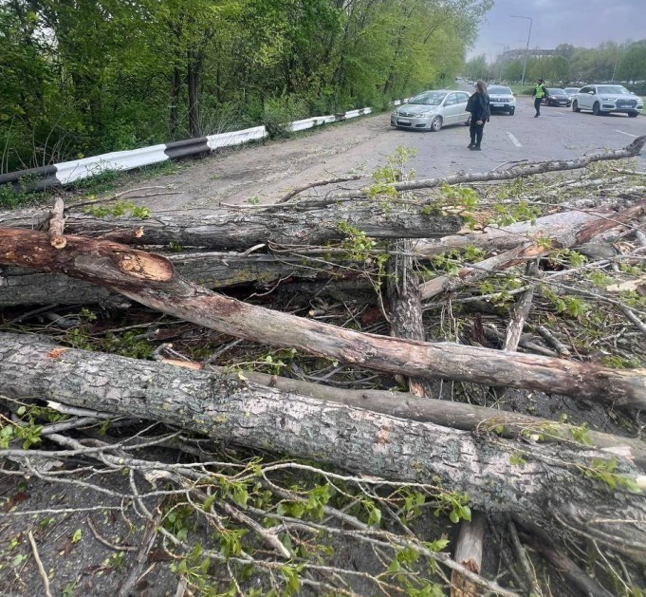 Consecințele vântului puternic: Drumuri blocate de copaci doborâți, pomi căzuți peste mașini și puncte de trecere a frontierei blocate  