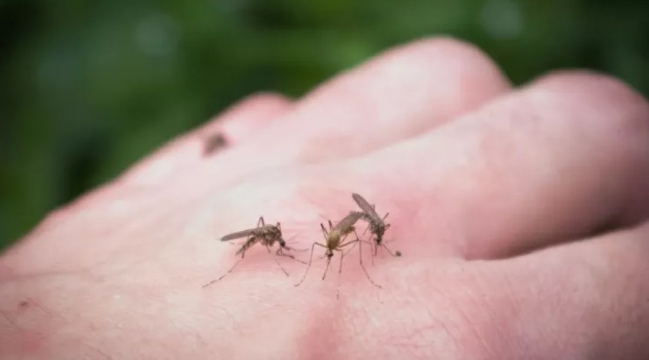 Înțepăturile de țânțari pot transmite mai multe infecții. Să nu le oferim condiții favorabile pentru înmulțire, spun medicii 