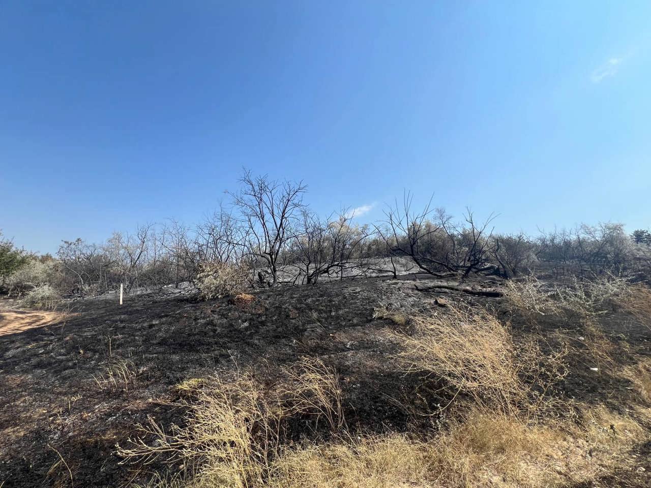 Incendiul de la Cahul a distrus 12 hectare de pădure și va necesita 7 ani pentru restabilire