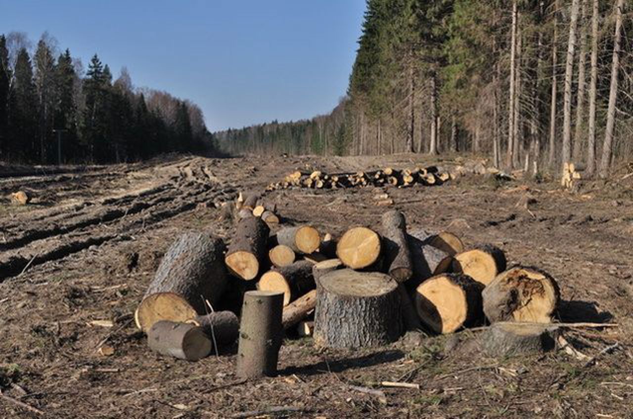Cinci persoane, reținute pentru defrișări ilegale. Prejudiciul cauzat este de circa un milion de lei
