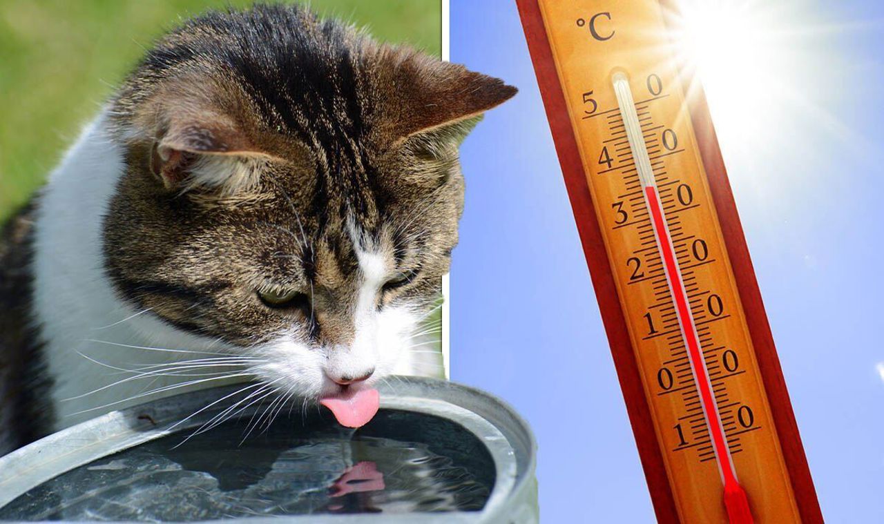 Canicula pune în pericol animalele. Cum se recunoaște insolația și ce măsuri trebuie luate
