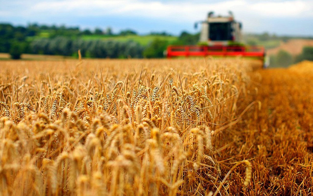 Recoltă bună, profituri nesigure: Fermierii din R. Moldova au demarat recoltarea grâului
