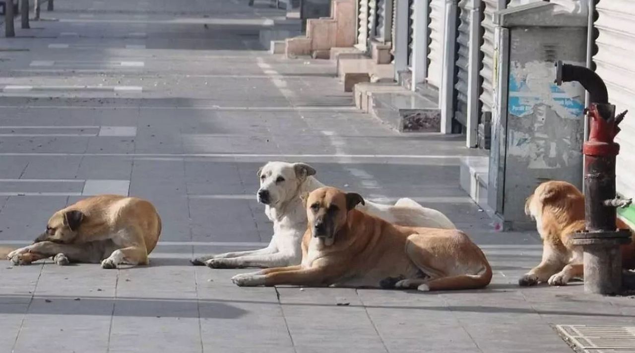 ANSP: Contactul cu animalele fără stăpân poate avea consecințe grave
