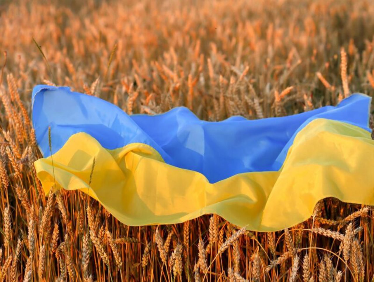 Poland bans import of Ukrainian grain