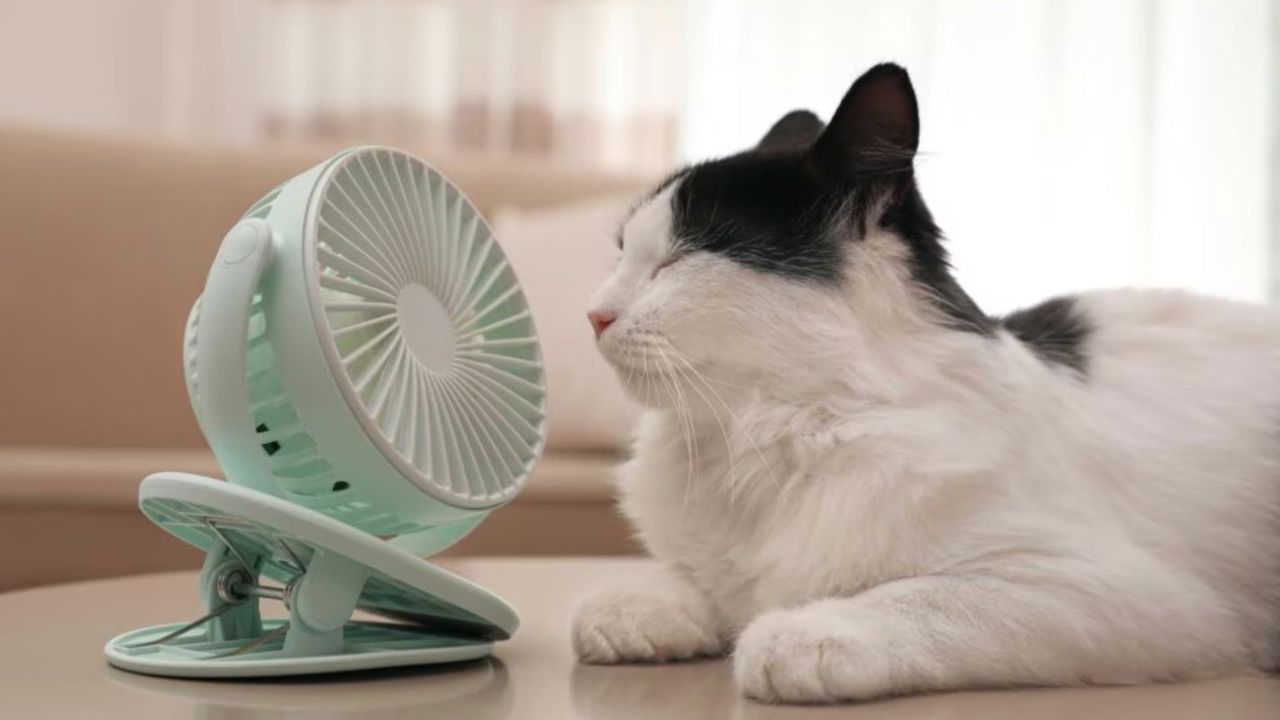 Canicula se intensifică: Cod galben și Cod portocaliu de temperaturi extreme pentru 7 august