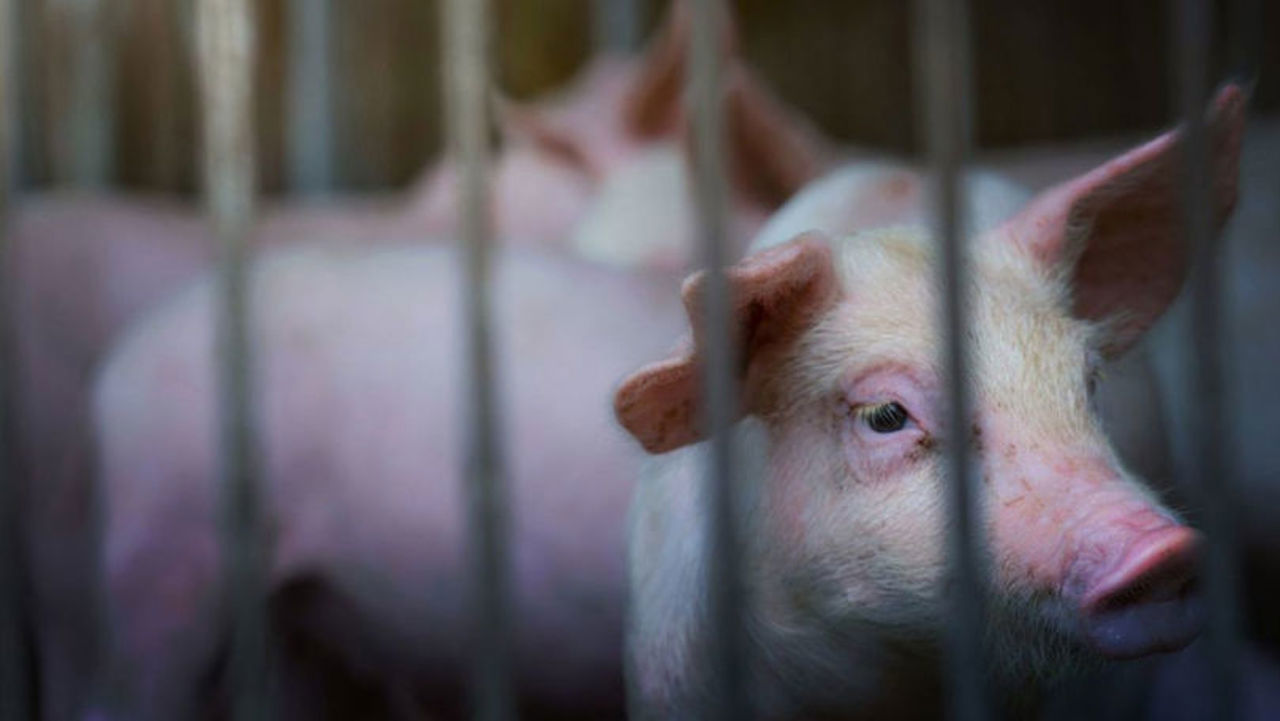 African swine fever detected near Costești. Infected pigs found abandoned; ANSA imposes control measures