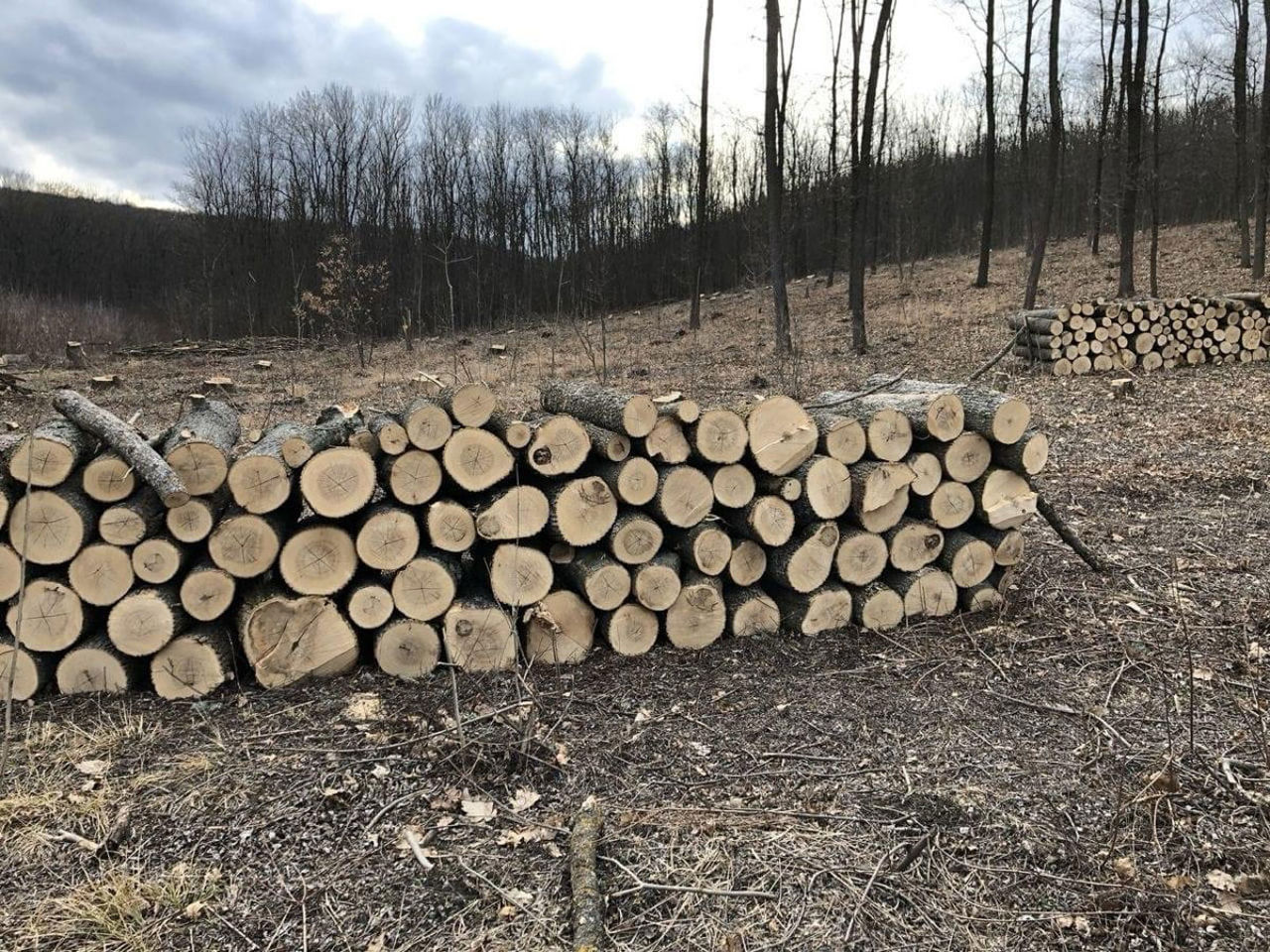Experimentul ministrului Mediului a scos la iveală problemele din piața lemnului