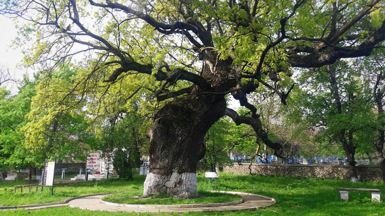 Salvarea arborilor-monument: Copacii seculari de pe teritoriul R. Moldova, evaluați de specialiști