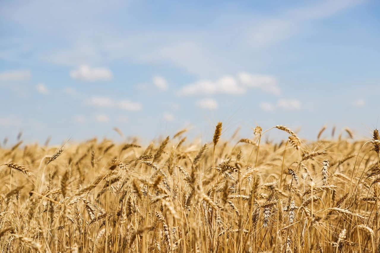 Official: Moldovan farmers will harvest twice as much wheat as needed to ensure food security