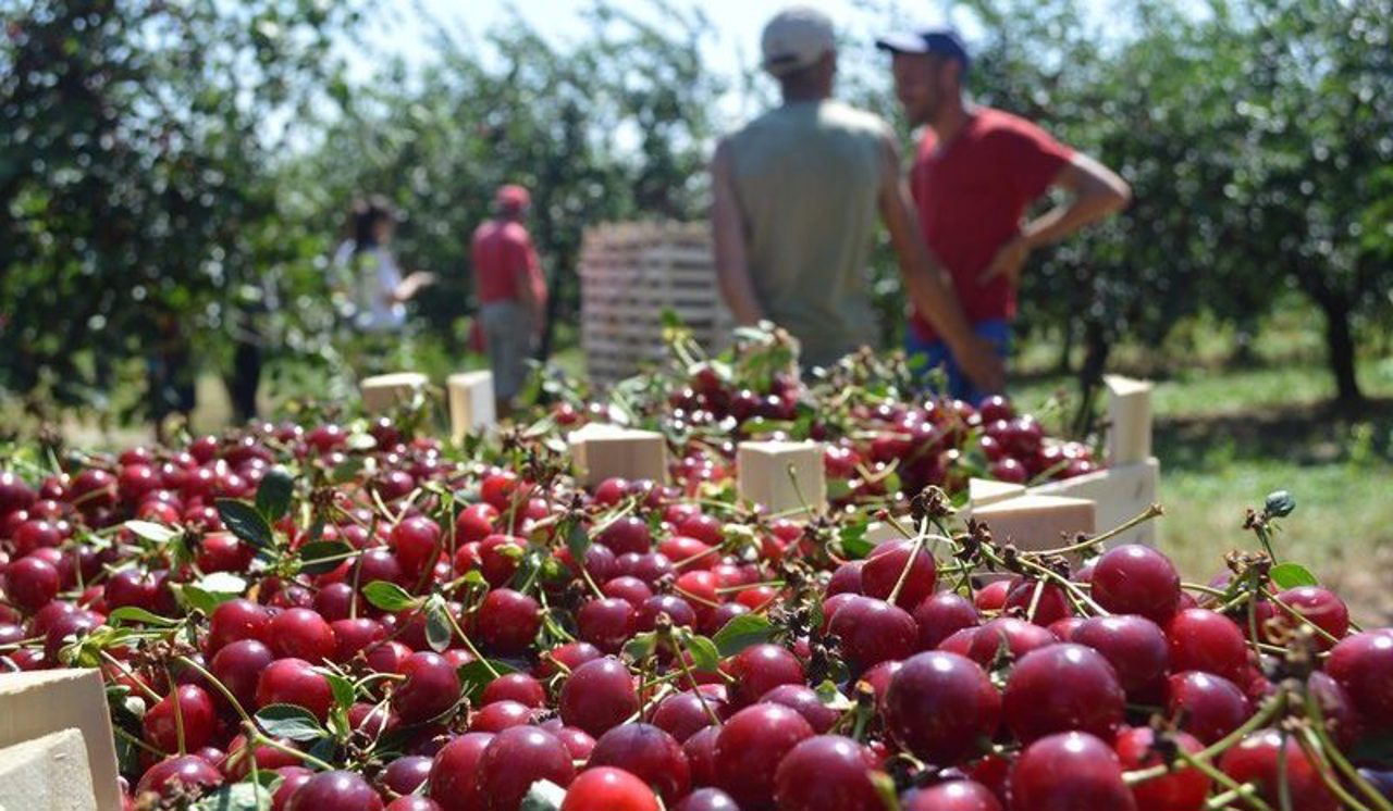 Higher incomes for sour cherry growers in 2025: $2/kg in Poland.