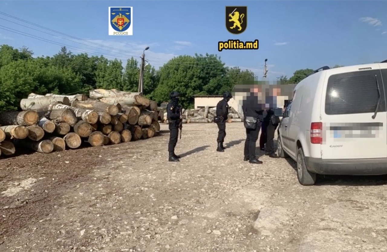 Percheziții într-un dosar de defrișare. Peste 1400 de arbori, tăiați ilegal