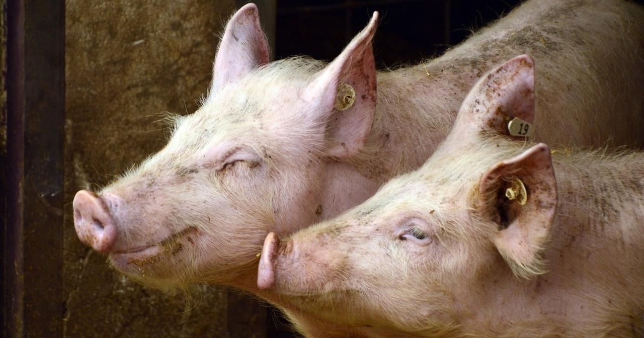 Swine fever outbreaks confirmed in Ungheni and Straseni; authorities impose quarantine measures