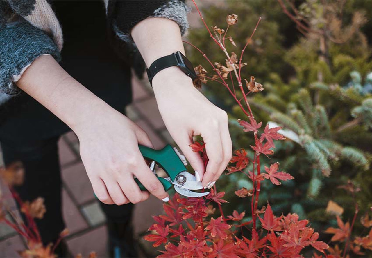 Protect your garden from frost: a step-by-step winter guide