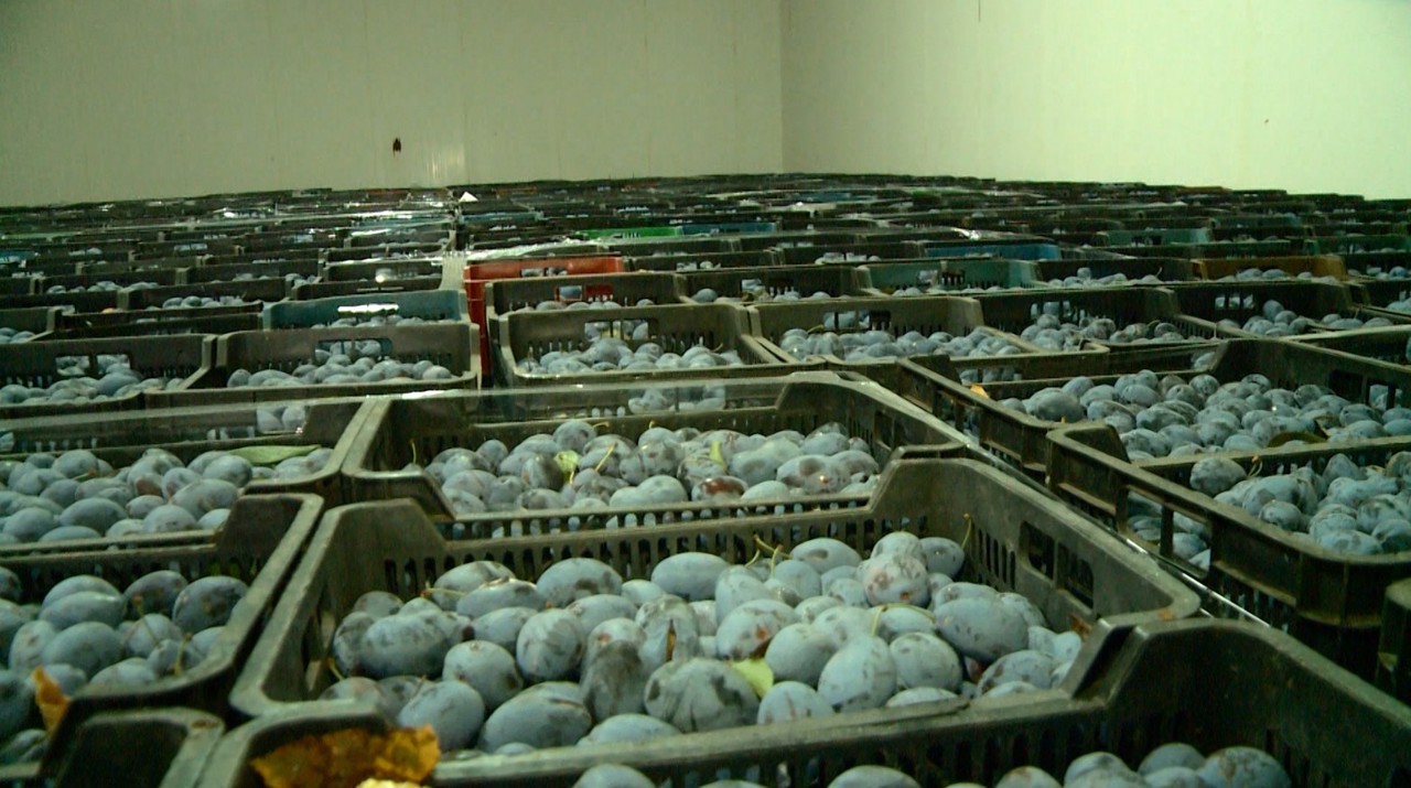 Sprijin pentru micii fermieri din R. Moldova: FAO și Guvernul Elveției vor lansa un program de granturi din ianuarie 2027