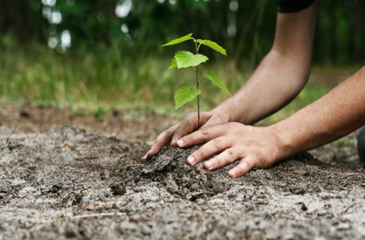 Moldova plants the seeds of a greener future