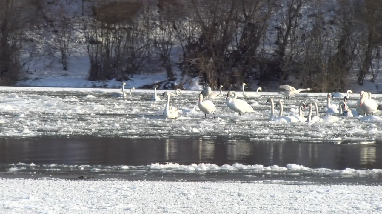 Soroca: Lebedele de pe Nistru atrag vizitatori, dar hrănirea necorespunzătoare le pune în pericol sănătatea și migrația