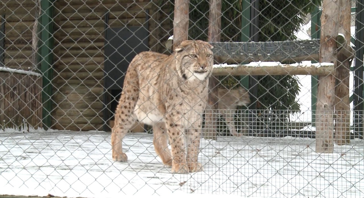 Теплые вольеры и витаминное меню: как в Кишинёвском зоопарке заботятся о животных зимой