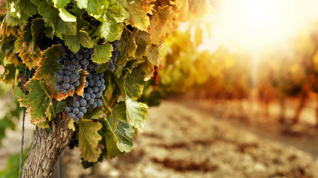 Moldova's 2025 grape harvest: A promising outlook