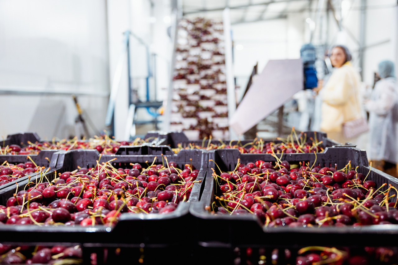 Investiții în infrastructura postrecoltare: Fermierii procură tehnologii moderne pentru a spori competitivitatea fructelor și a obține profit mai mare 