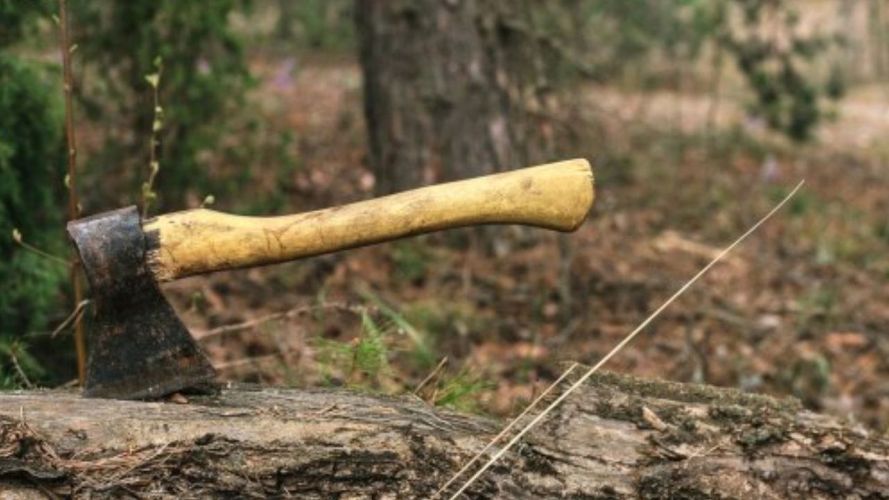 Pretindeau că au influență la Moldsilva și cereau până la opt mii de euro pentru funcția de pădurar