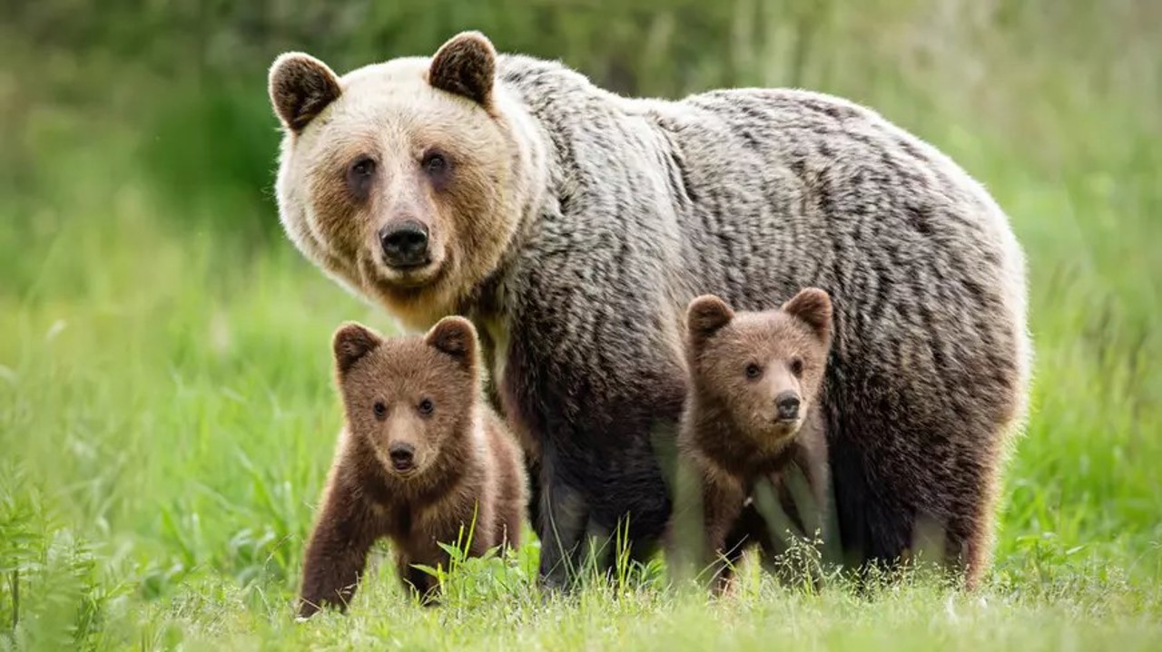 Romania approves bear cull increase 