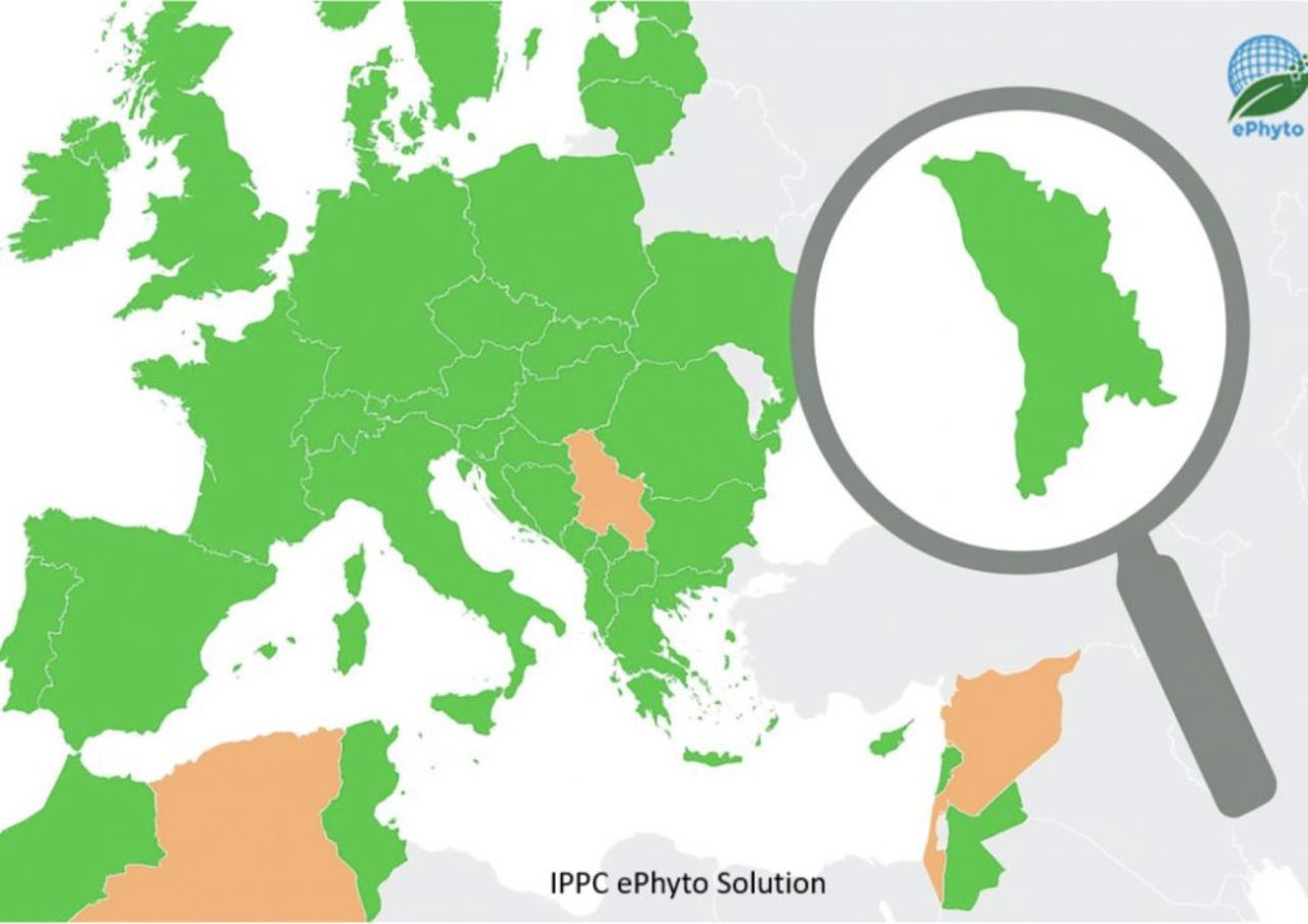 Exporturile de produse vegetale, digitalizate. R. Moldova aderă la hub-ul internațional ePhyto
