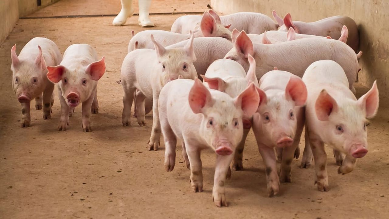 Noi focare de pestă porcină și rabie confirmate în R. Moldova: ANSA atenționează și asupra riscului de gripă aviară