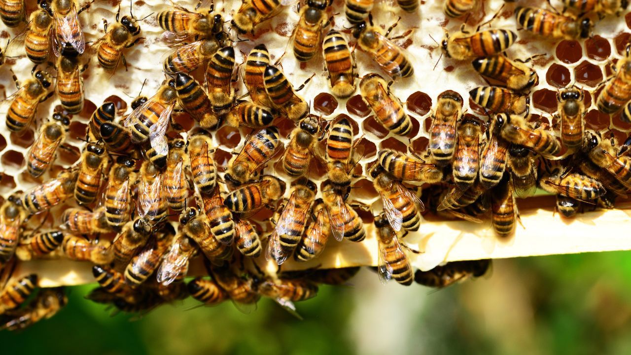 Moldova Saves Bees: App Fights Pesticide Harm