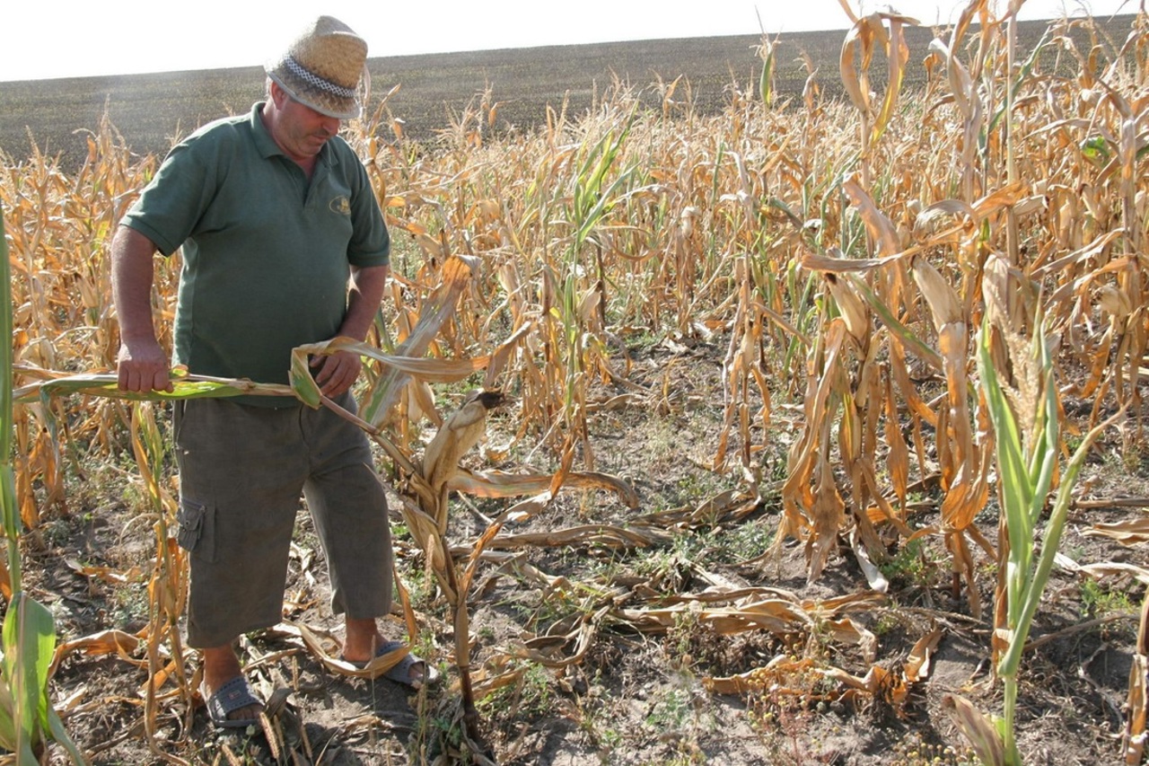 Guvernul exclude starea de urgență în agricultură, solicitată de fermieri