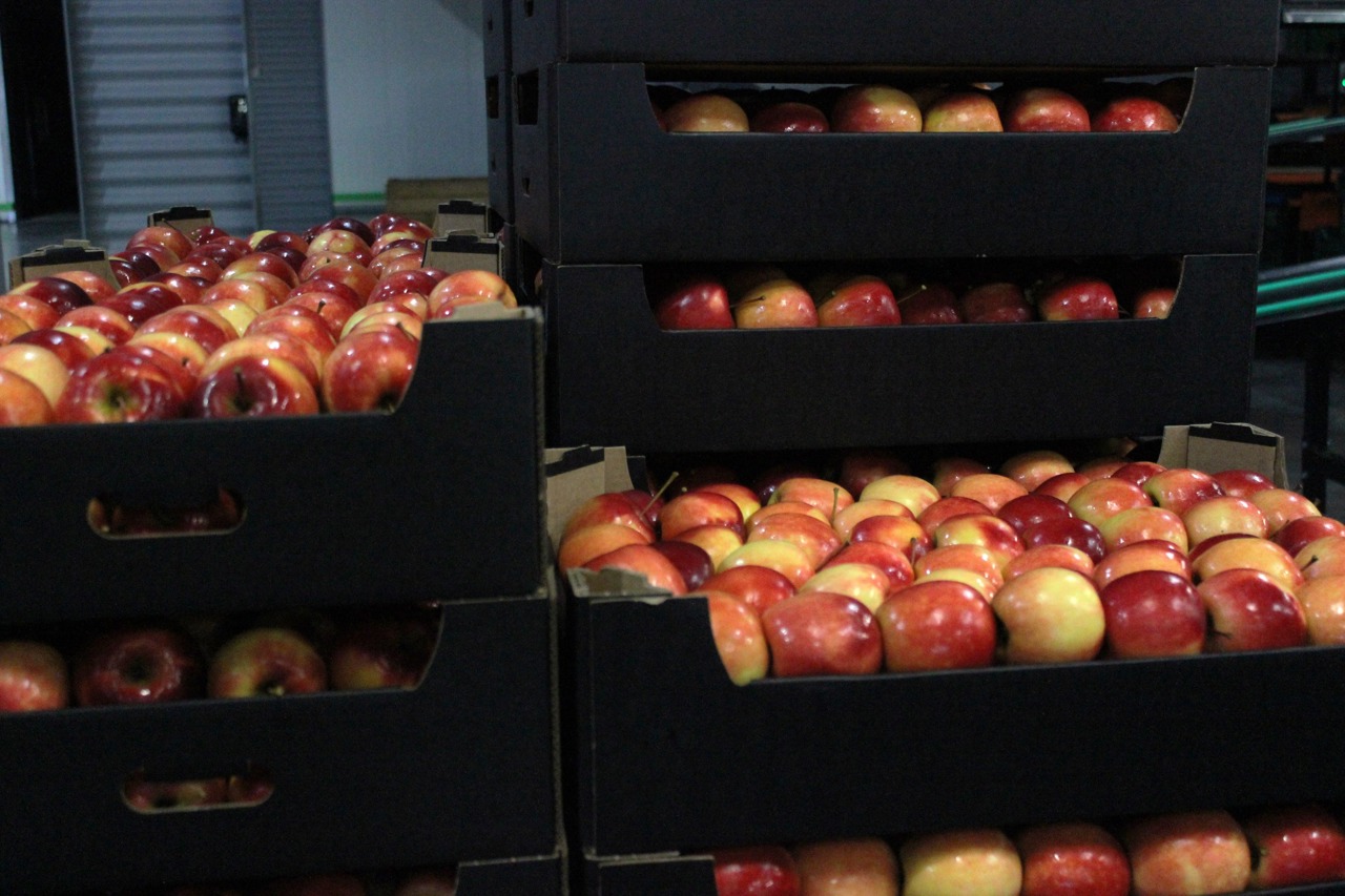 Iurie Fală: Moldova has the potential to become the orchard of Europe