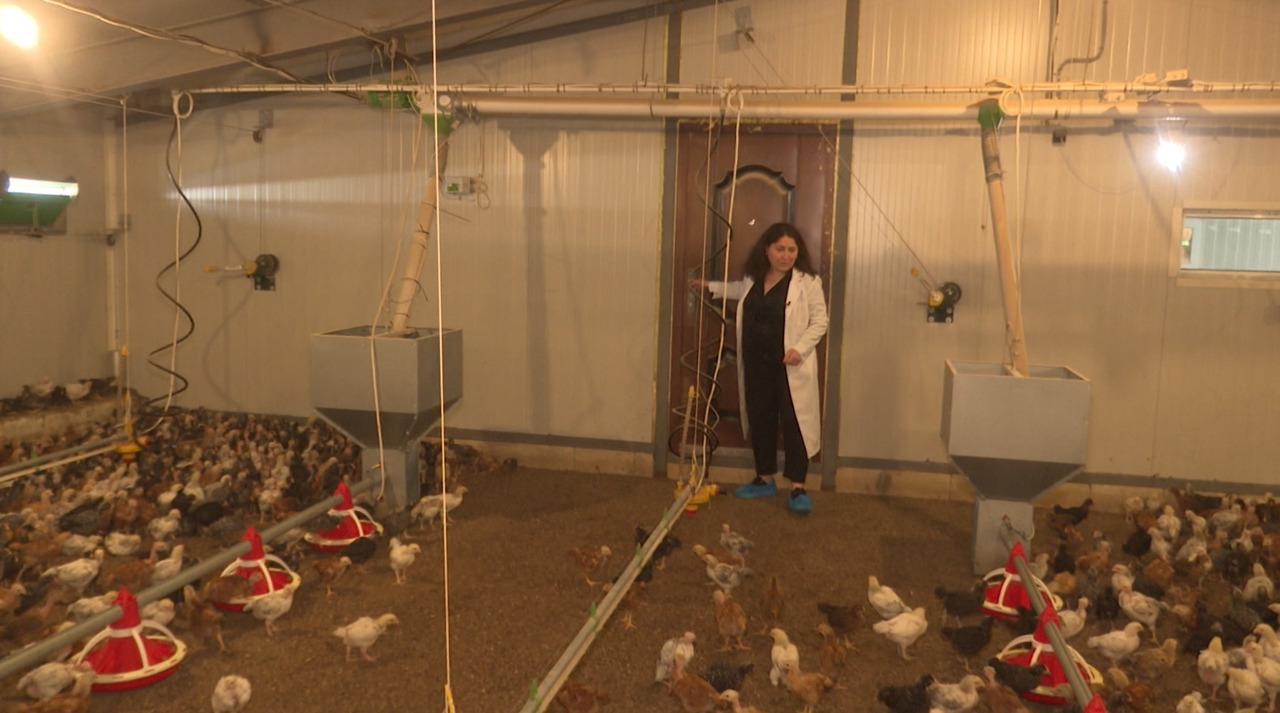 Gospodarii se pregătesc pentru sezon: vânzarea puilor a început în ferme