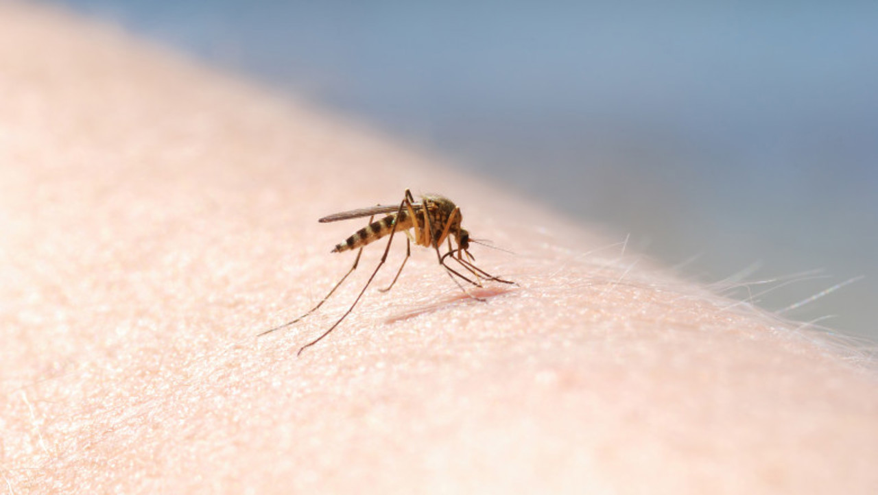 Biologii nu exclud că în Republica Moldova ar fi existat decese cauzate de virusul West Nile