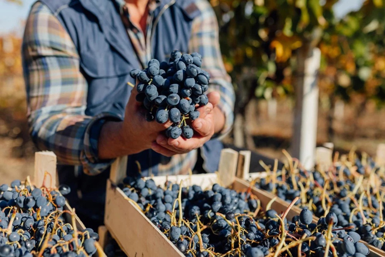 Nine producers from Cahul and Taraclia will export table grapes to the EU