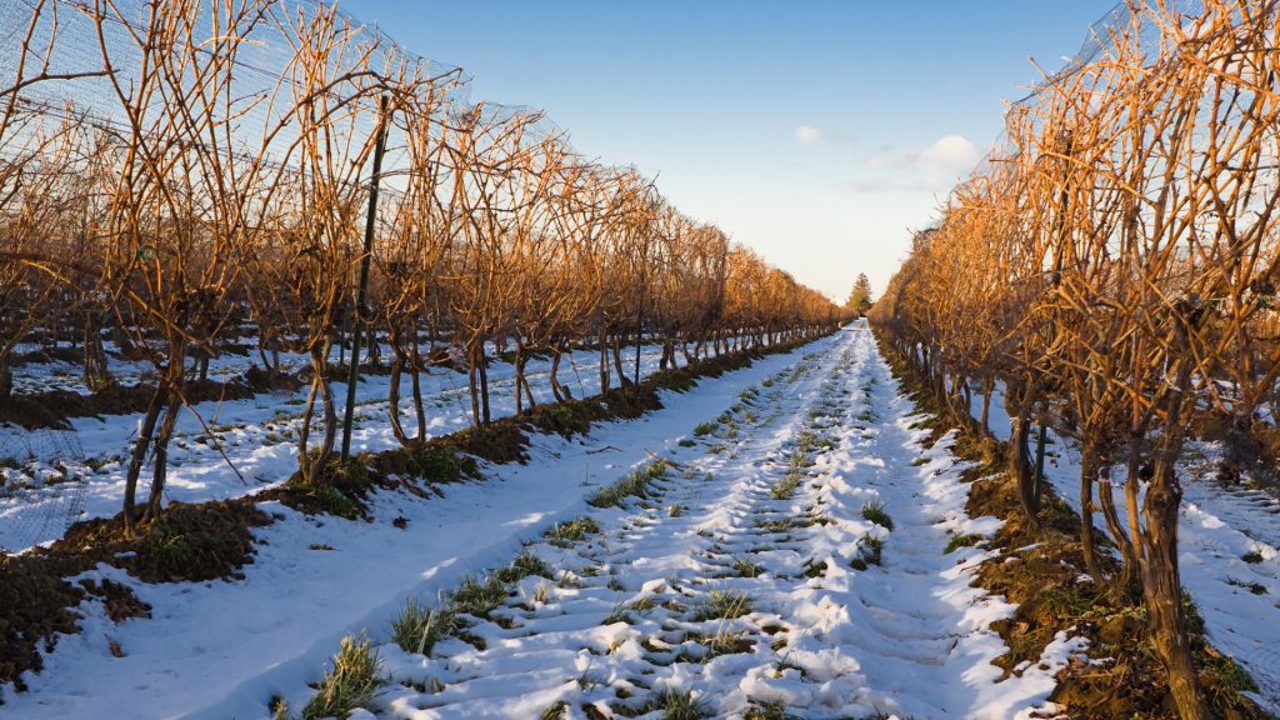 Ministry of Agriculture: Winter frosts pose no risk to vines
