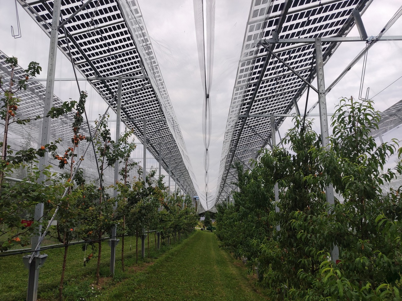 AIPA subsidy deadlines: October 14 and December 11 final dates for farmer aid