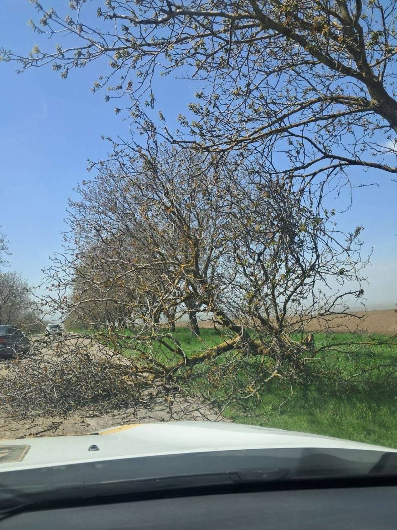 Consecințele vântului puternic: Copil de șase ani, rănit grav de o creangă la Grădina Zoologică, drumuri blocate și pomi căzuți peste mașini