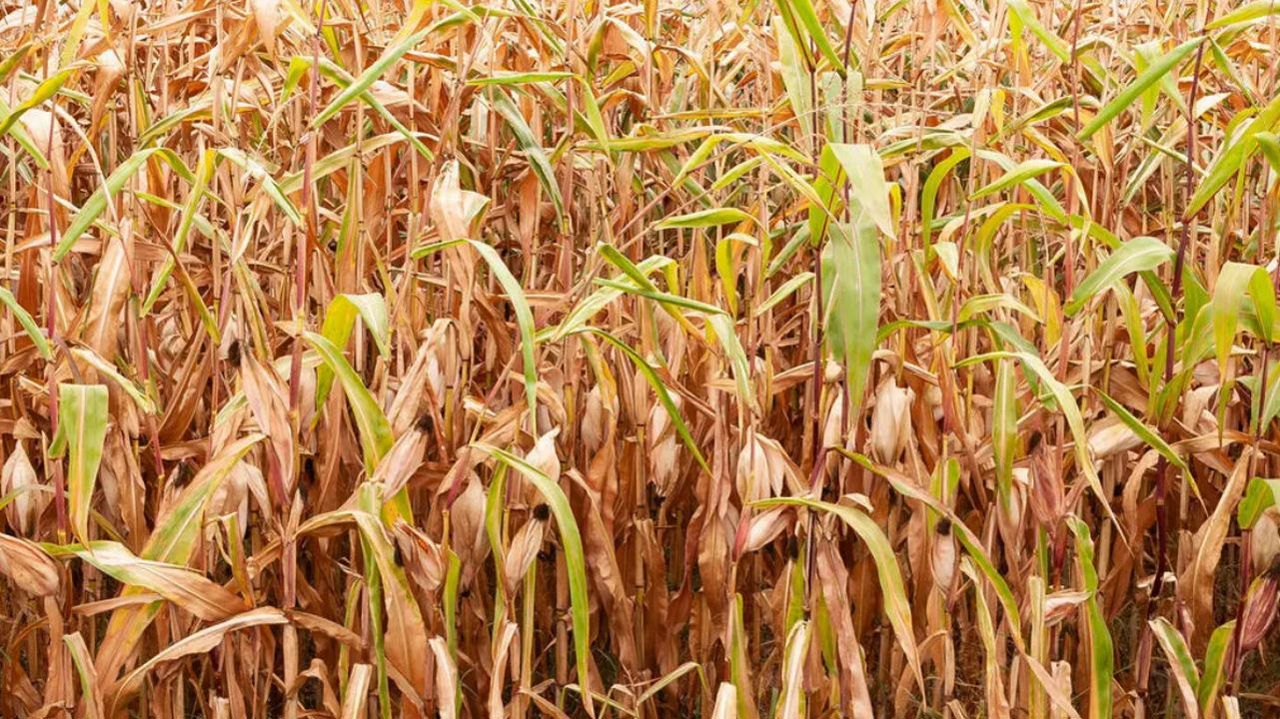 FAO report: Cereal production in our country is below the average of the last five years