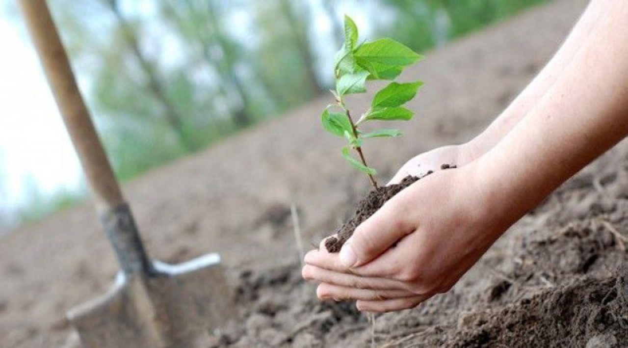 Spring afforestation campaign starts today. Over 13 million saplings will be planted